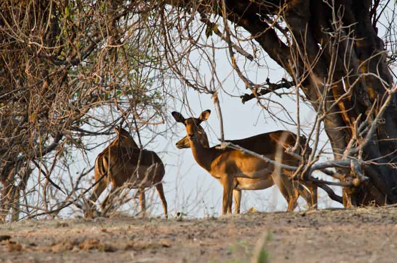 Antílope Impala - parque nacional de Chobe - Botswana 3.jpg